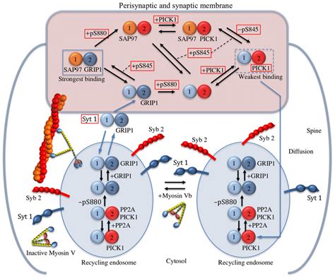 The Network Model Of AMPAR Trafficking That Mediates Hippocampal LTP