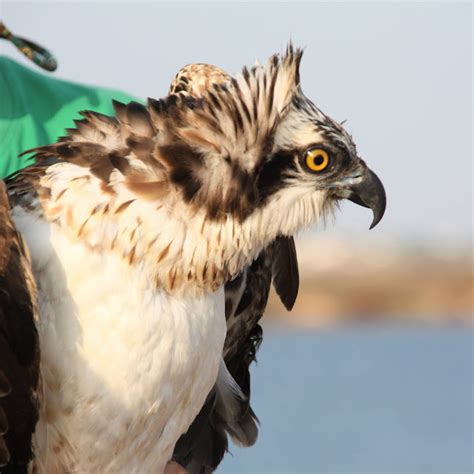 Guia Pesqueira Devolvida Natureza Depois De Ser Resgatada Em Redes