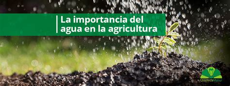 La Importancia Del Agua En La Agricultura