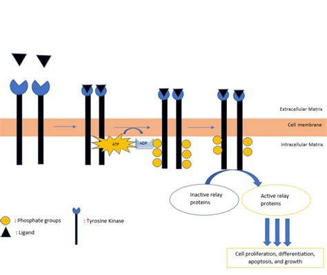 Tyrosine Phosphorylation Mechanism