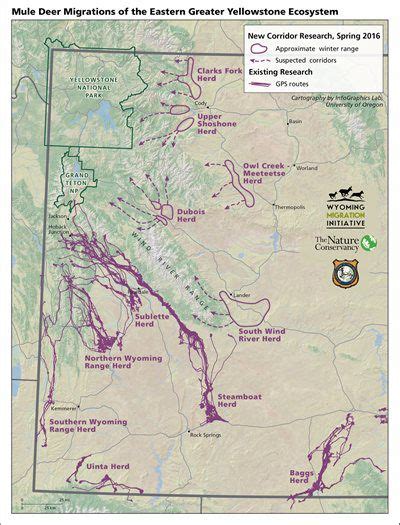 Mule Deer Migration - Pinedale Online News, Wyoming