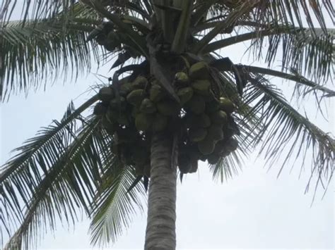 Palmeras De Coco Lote De Palmitas Cultivo Org Nico Meses Sin Inter S