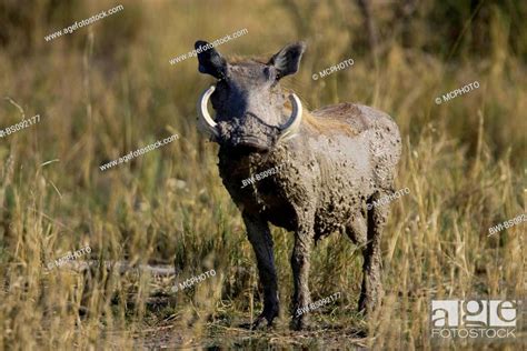 Common Warthog Savanna Warthog Phacochoerus Africanus Male Comming