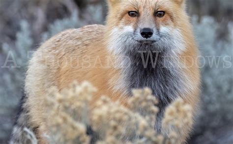 Red Fox — Randy Robbins Photography