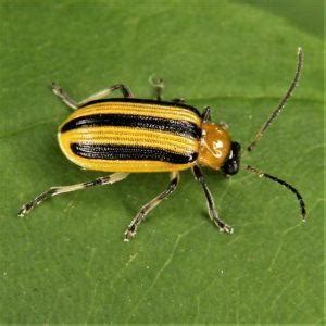 Striped Cucumber Beetle – Identification, Life Cycle, Facts & Pictures