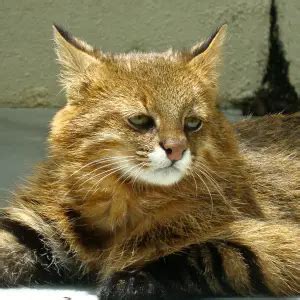 Pampas Cat - Facts, Diet, Habitat & Pictures on Animalia.bio