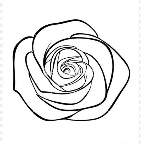 Outline Drawing Simple Rose Clipart Black And White Kress The One