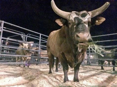 Bushwacker, PBR Bucking Bull: a collection of Other ideas to try ...