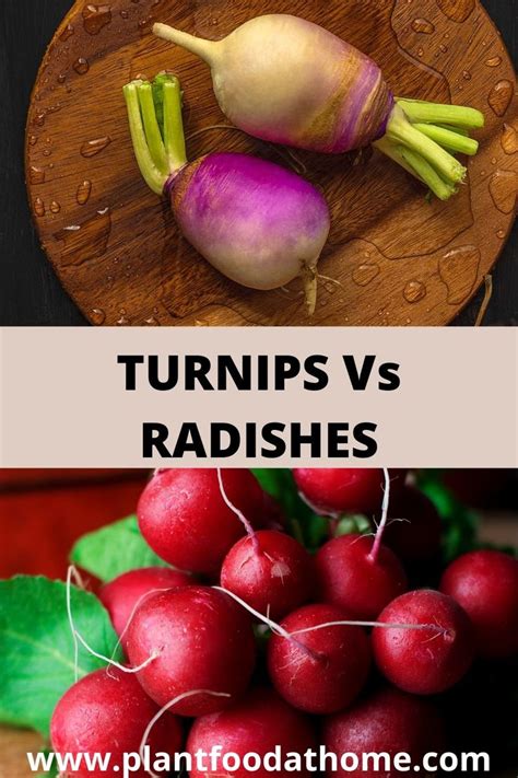 Turnips Vs Radishes Whats The Difference Plant Food At Home