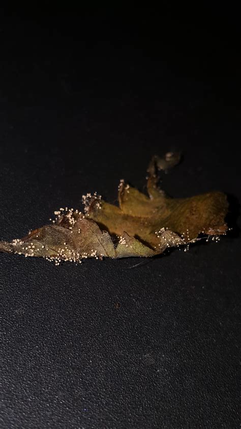 Identify this mould/fungus destroying cuttings and buds : r/HerbGrow