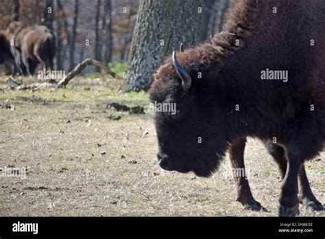 Buffalo in the Wild Stock Photo - Alamy