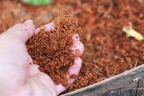 Learn How to Use Coconut Coir Products in the Garden