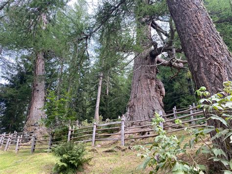 I Larici Millenari Della Val Dultimo Il Trentino Dei Bambini