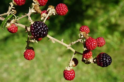 Plantas De Huerta Otea Salamanca Zarzamora Rubus Ulmifolius Rubus