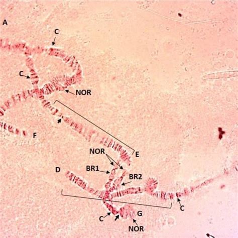 Polytene Chromosomes Of Chironomus Type 2 A G Chromosomal Arms C