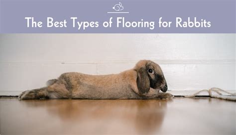 What's the Best Flooring for Rabbit Cages, Pens, & Hutches?