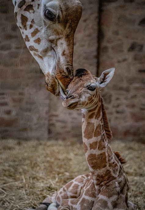 A Rare Baby Rothchild's Giraffe Has Been Born At Chester Zoo