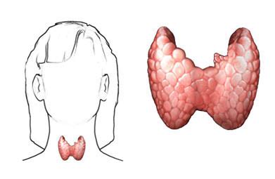 Glándula Enciclopedia Médica Ferato