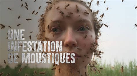 Comment Survivre Une Infestation De Moustiques Youtube