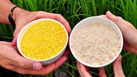 Arroz Transgénico Puede Servir Para Bajar La Presión Arterial Ciudad Noticias