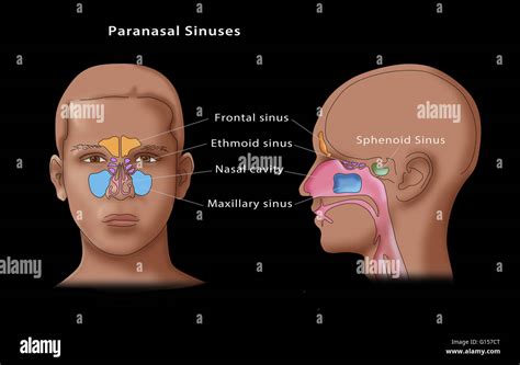 Los Senos Paranasales Fotograf As E Im Genes De Alta Resoluci N Alamy