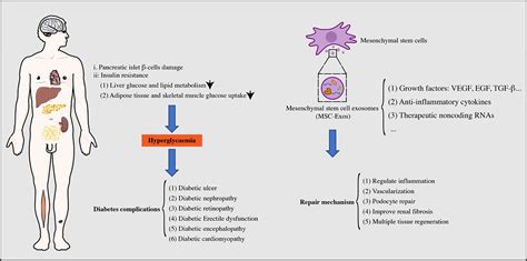 Frontiers Mesenchymal Stem Cell Exosomes As A New Strategy For The