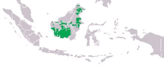 borneo orangutani vikipedi