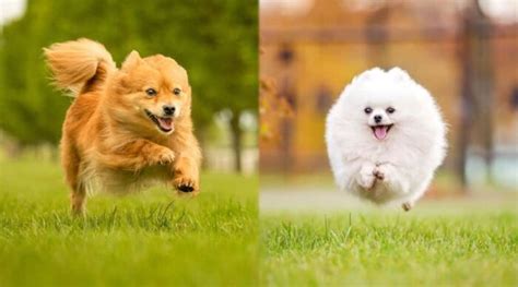 Lulu Da Pomerania E Spitz Diferenca - Lulu da Pomerânia: características, cuidados e diferenças do Spitz Alemão