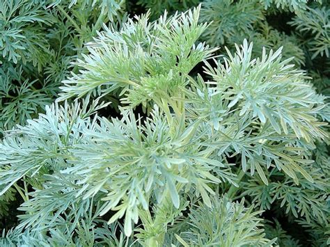 Artemisia Powis Castle Plants For Spaces