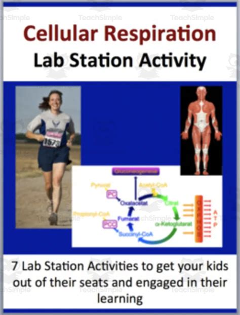 Cellular Respiration 7 Lab Station Activities By Teach Simple