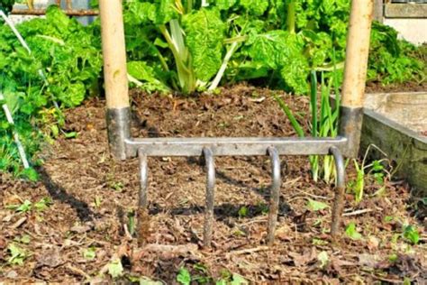 Comment Se Debarrasser Definitivement De La Prêle Dans Son Jardin