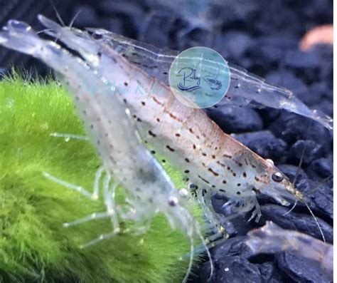 Tép Yamato Aqua Ruby Shrimp