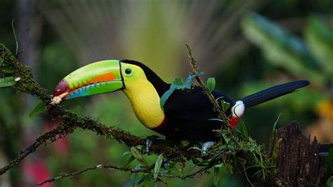 Toucan Tropical Parrot Bird Exotic Colors Wallpaper Hd Wallpapers13