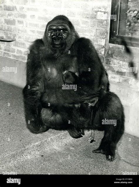 Jul. 16, 1976 - New Baby Gorilla Born At The London Zoo: Lomie, the 11 year old Gorilla, gave ...