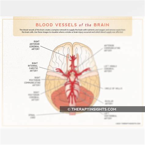 The Blood Vessels in the Brain – Adult and pediatric printable ...