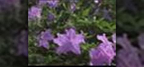 How to Water and prune azaleas « Gardening :: WonderHowTo