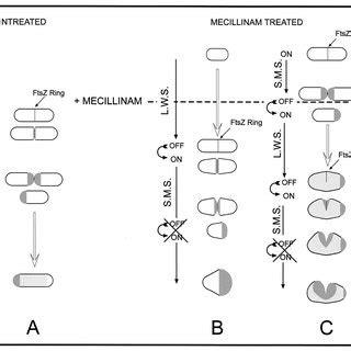 Diagrammatic Representation Of The Generation Of Rounded Cells By The