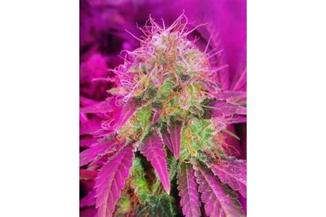 White Widow Royal Queen Seeds Cannabiszaden Zamnesia