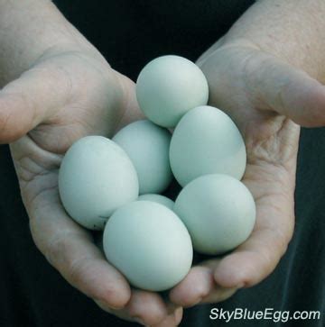 City Chickens: Araucana Eggs