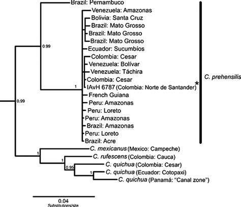 Bayesian Cyt B Tree Of Coendou Prehensilis Sensu Lato And Sister