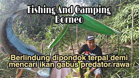 Berlindung Dipondok Terpal Demi Mancing Ikan Gabus Predator YouTube