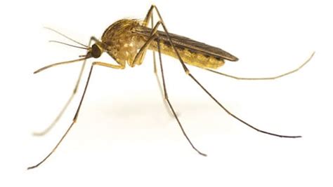 Common Types Of Mosquitoes Ecolab