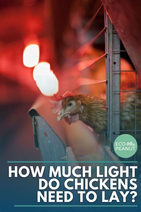 How Much Light Do Chickens Need To Keep Laying Eco Peanut Chickens