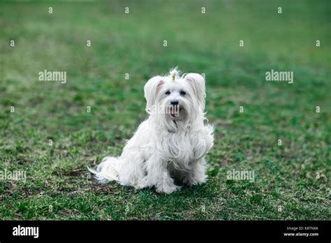 Happy Cute Dog Sitting In Grass Stock Photo Alamy