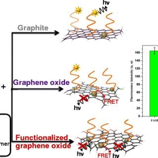 Schematic Representation Of The Proposed Fgo Fluorescence Quenching