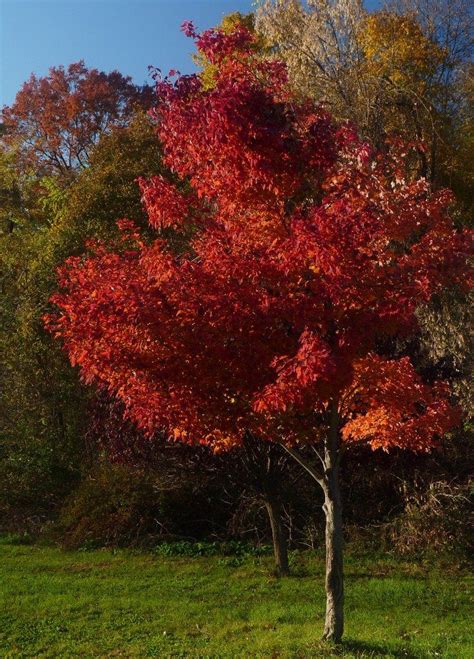 Care Of Red Maple Trees: How To Grow A Red Maple Tree | Red maple tree ...