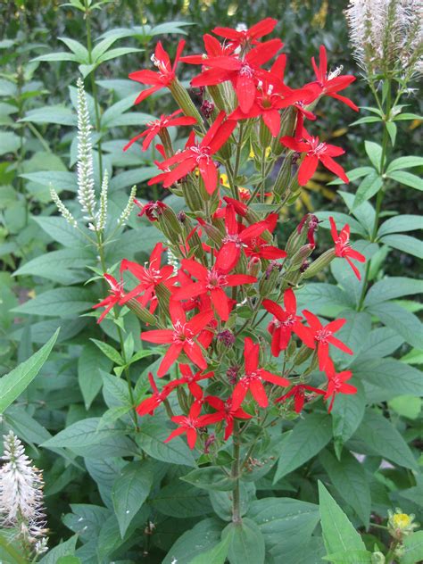 Silene Regia Alchetron The Free Social Encyclopedia