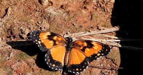 Borboleta Do Girassol Biofaces Bring Nature Closer