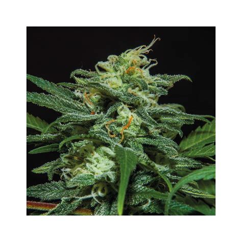 Bsf Seeds Lebron Haze Xxl Auto Indras Planet