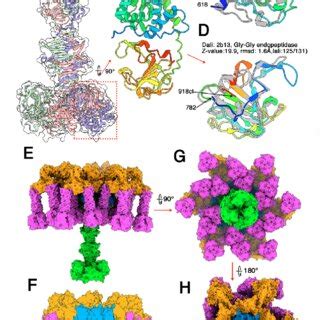 Topological Model Of The Phage TP901 1 P335 Type II Adhesion Device